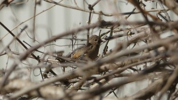 Siberian Long-tailed Rosefinch 千歳川(烏柵舞橋〜第四発電所付近) Sun, 5/12/2019