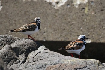 キョウジョシギ 北海道　函館市　銭亀海岸 2019年5月12日(日)