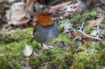 コマドリ 山梨県 2019年5月8日(水)