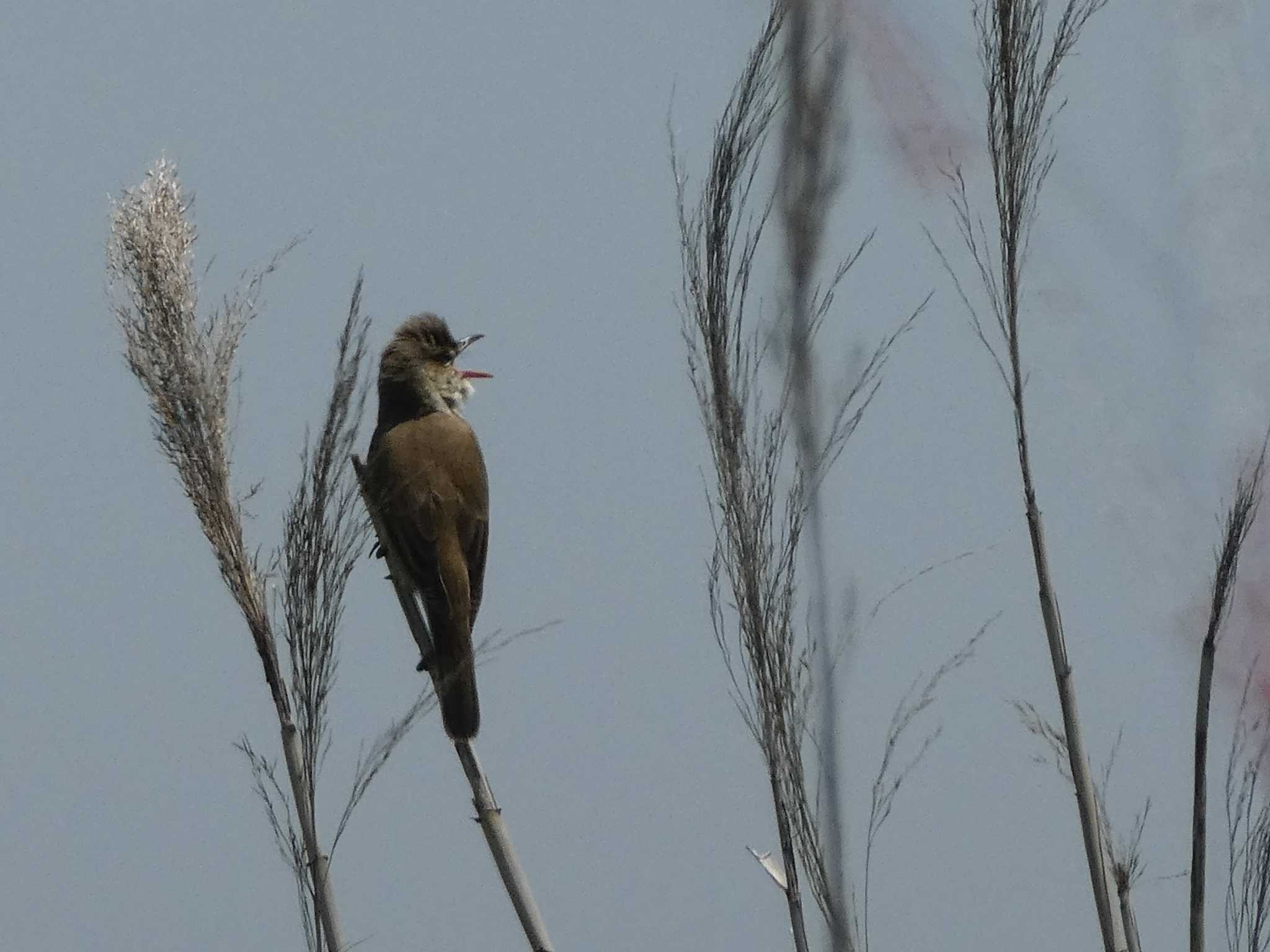 Photo of Oriental Reed Warbler at 多摩川河口 by Kozakuraband