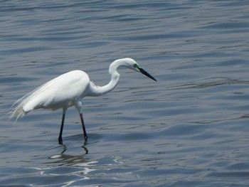 2019年5月11日(土) 多摩川河口の野鳥観察記録