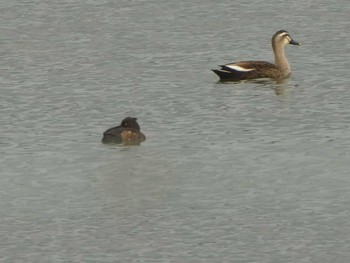 2019年5月12日(日) 相模原沈殿池の野鳥観察記録