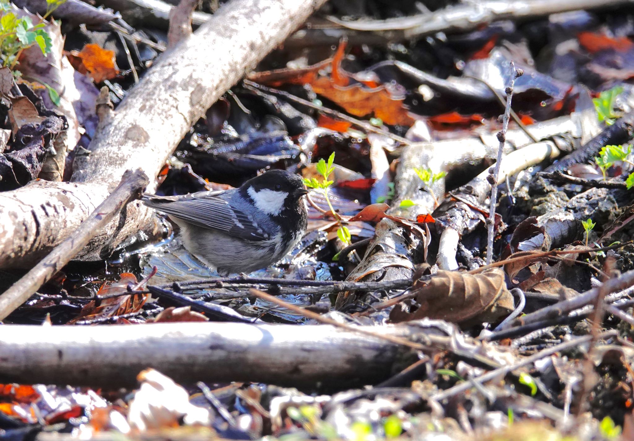 軽井沢野鳥の森 ヒガラの写真 by のどか