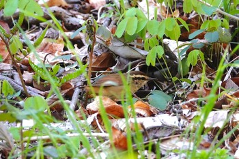 ヤブサメ 軽井沢野鳥の森 2019年5月7日(火)