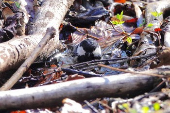 ヒガラ 軽井沢野鳥の森 2019年5月7日(火)