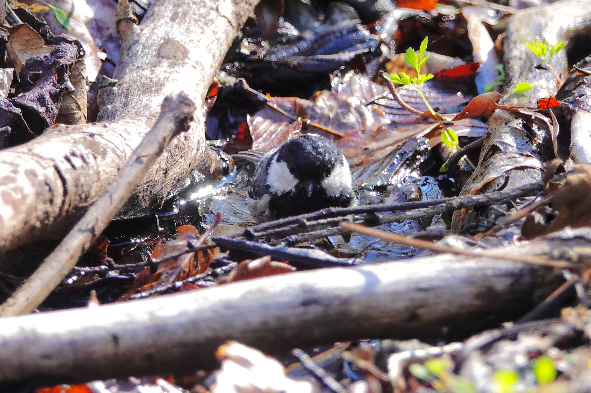 Coal Tit