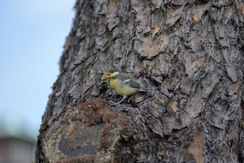 シジュウカラ 旧古川庭園 2019年5月12日(日)