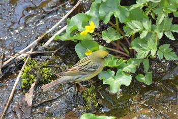 ノジコ 戸隠森林植物園(戸隠森林公園) 2019年5月12日(日)