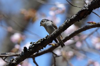 コサメビタキ 戸隠森林植物園(戸隠森林公園) 2019年5月12日(日)