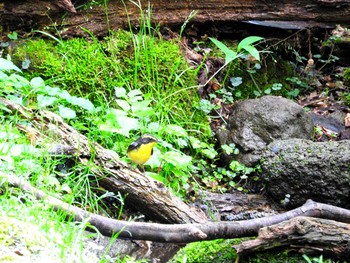 Narcissus Flycatcher 雲仙あざみ谷 Fri, 5/10/2019