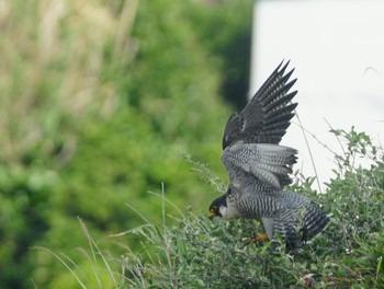 Peregrine Falcon 神奈川県 Unknown Date