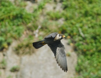 Peregrine Falcon 神奈川県 Unknown Date