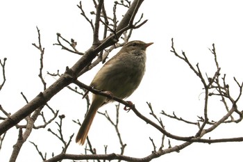 ウグイス 三ツ池公園(横浜市鶴見区) 2019年5月9日(木)