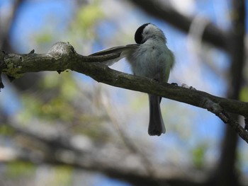 ハシブトガラ 札幌 2019年5月13日(月)