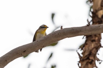 Striated Pardalote