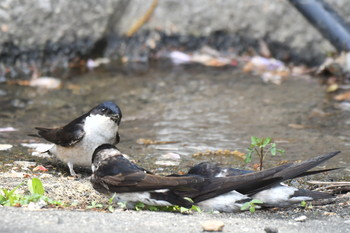 Asian House Martin Unknown Spots Sat, 5/11/2019