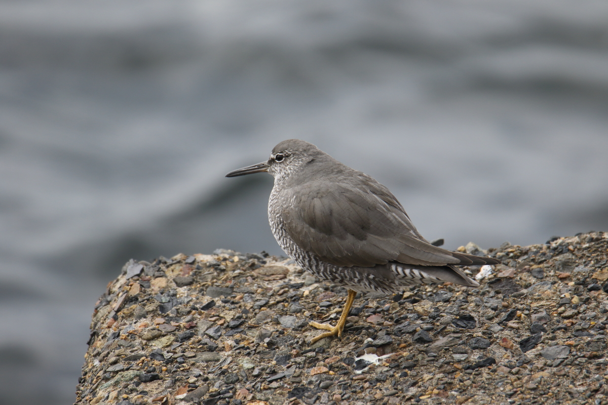 Photo of Wandering Tattler at 千葉県浦安市 by マイク