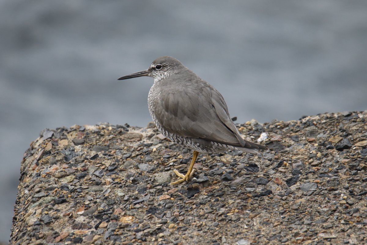 Photo of Wandering Tattler at 千葉県浦安市 by マイク