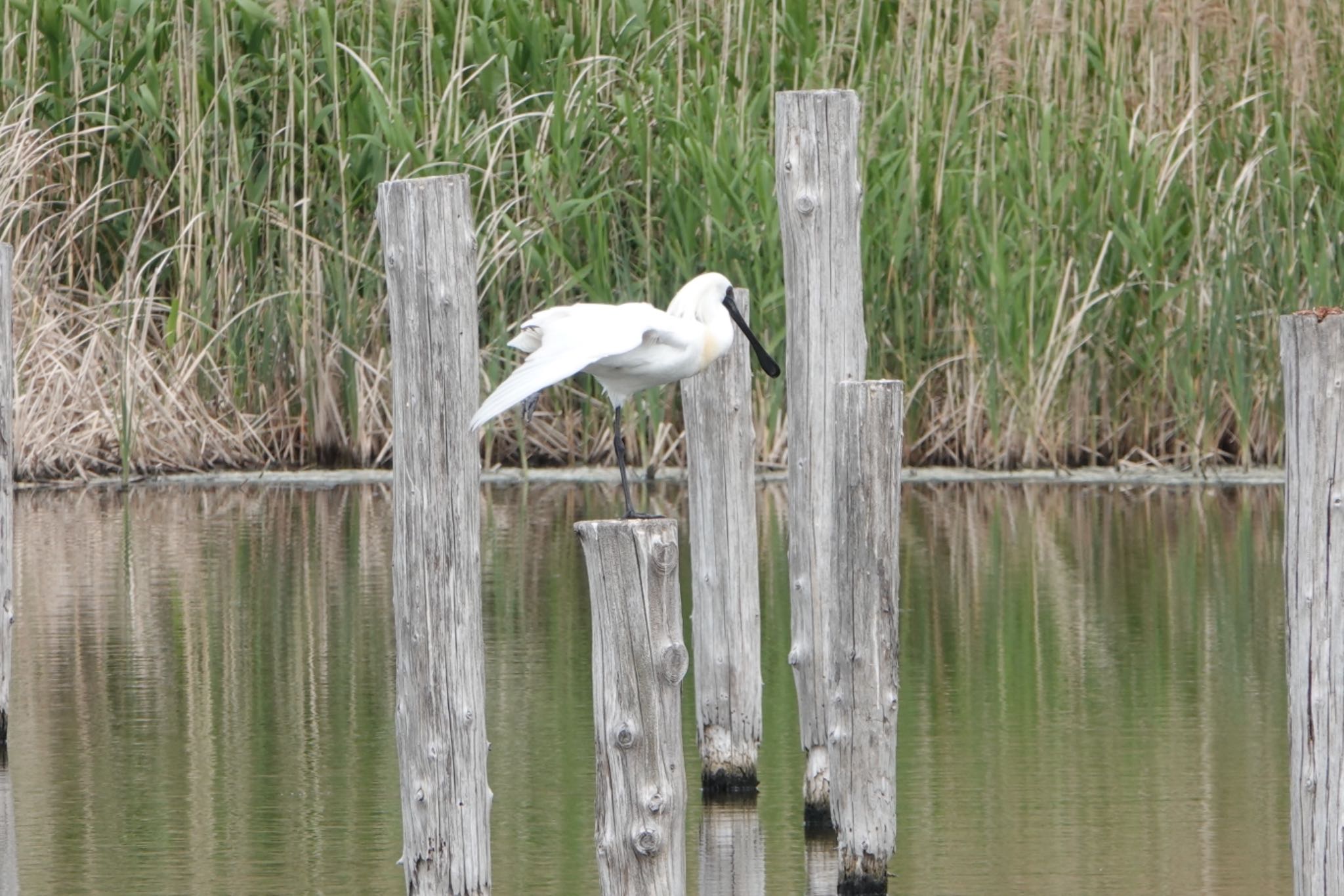 Photo of Black-faced Spoonbill at Kasai Rinkai Park by ひじり