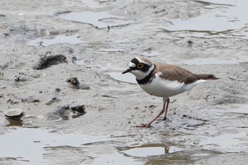 Little Ringed Plover Kasai Rinkai Park Mon, 5/13/2019