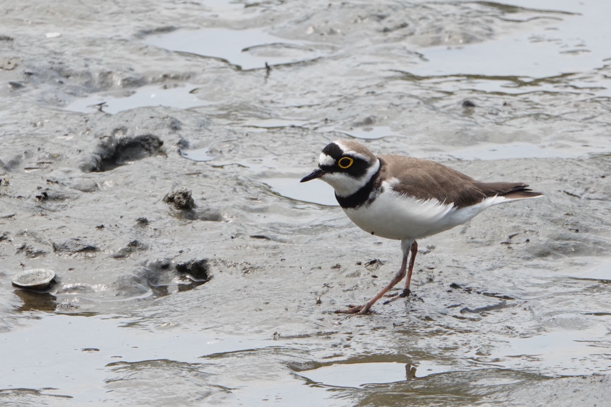 Photo of Little Ringed Plover at Kasai Rinkai Park by ひじり