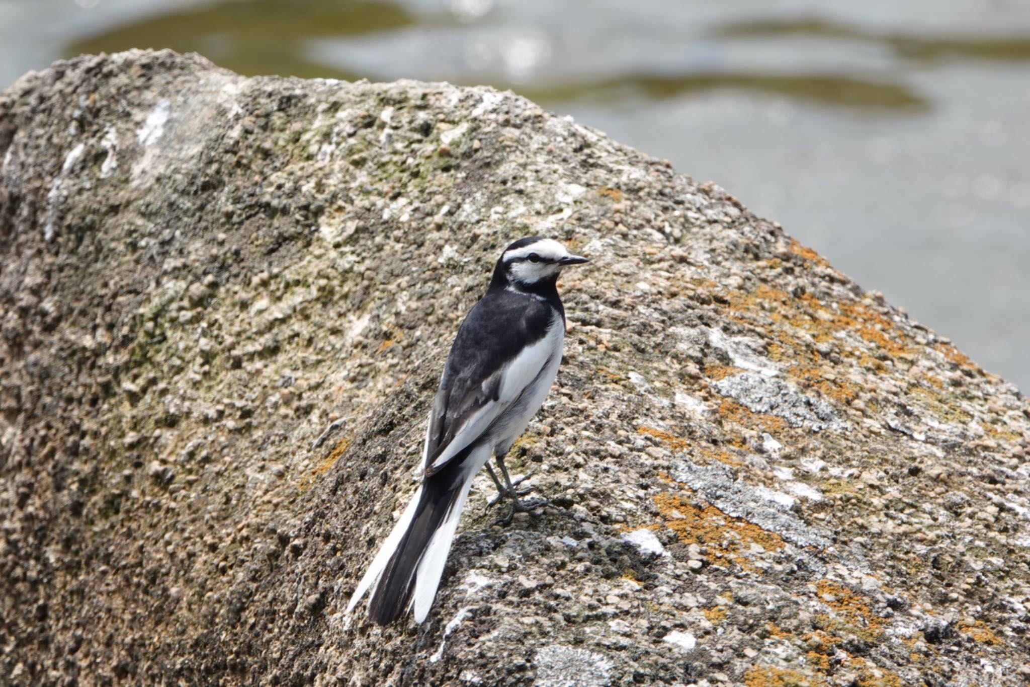 Photo of White Wagtail at Kasai Rinkai Park by ひじり