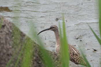 Eurasian Whimbrel Kasai Rinkai Park Mon, 5/13/2019