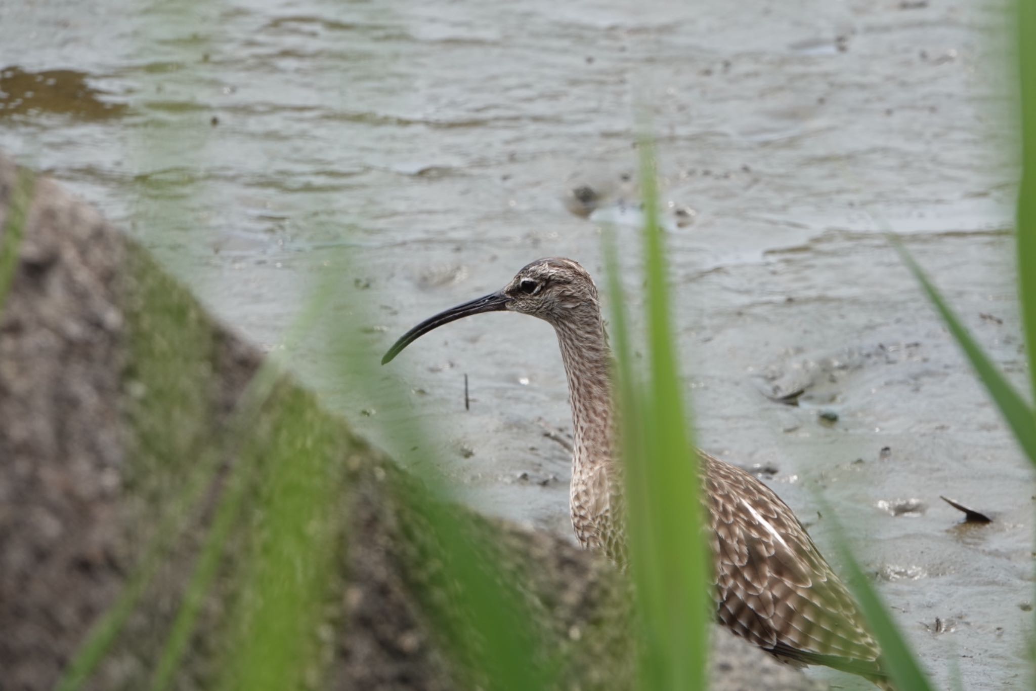 葛西臨海公園 チュウシャクシギの写真 by ひじり