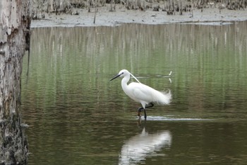 Little Egret Kasai Rinkai Park Mon, 5/13/2019