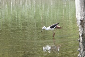 Black-winged Stilt Kasai Rinkai Park Mon, 5/13/2019