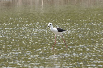 Black-winged Stilt Kasai Rinkai Park Mon, 5/13/2019