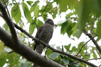 Brown-eared Bulbul Kasai Rinkai Park Mon, 5/13/2019