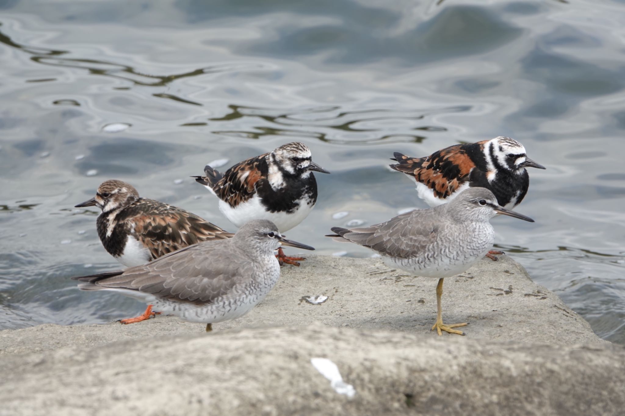 葛西臨海公園 キョウジョシギの写真 by ひじり