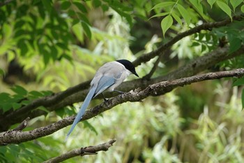 Azure-winged Magpie Kasai Rinkai Park Mon, 5/13/2019