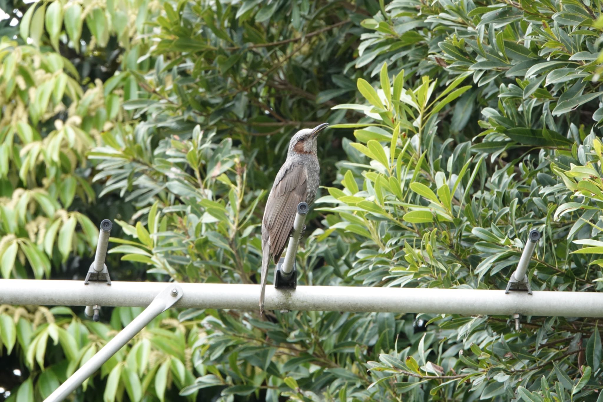 Photo of Brown-eared Bulbul at Kasai Rinkai Park by ひじり