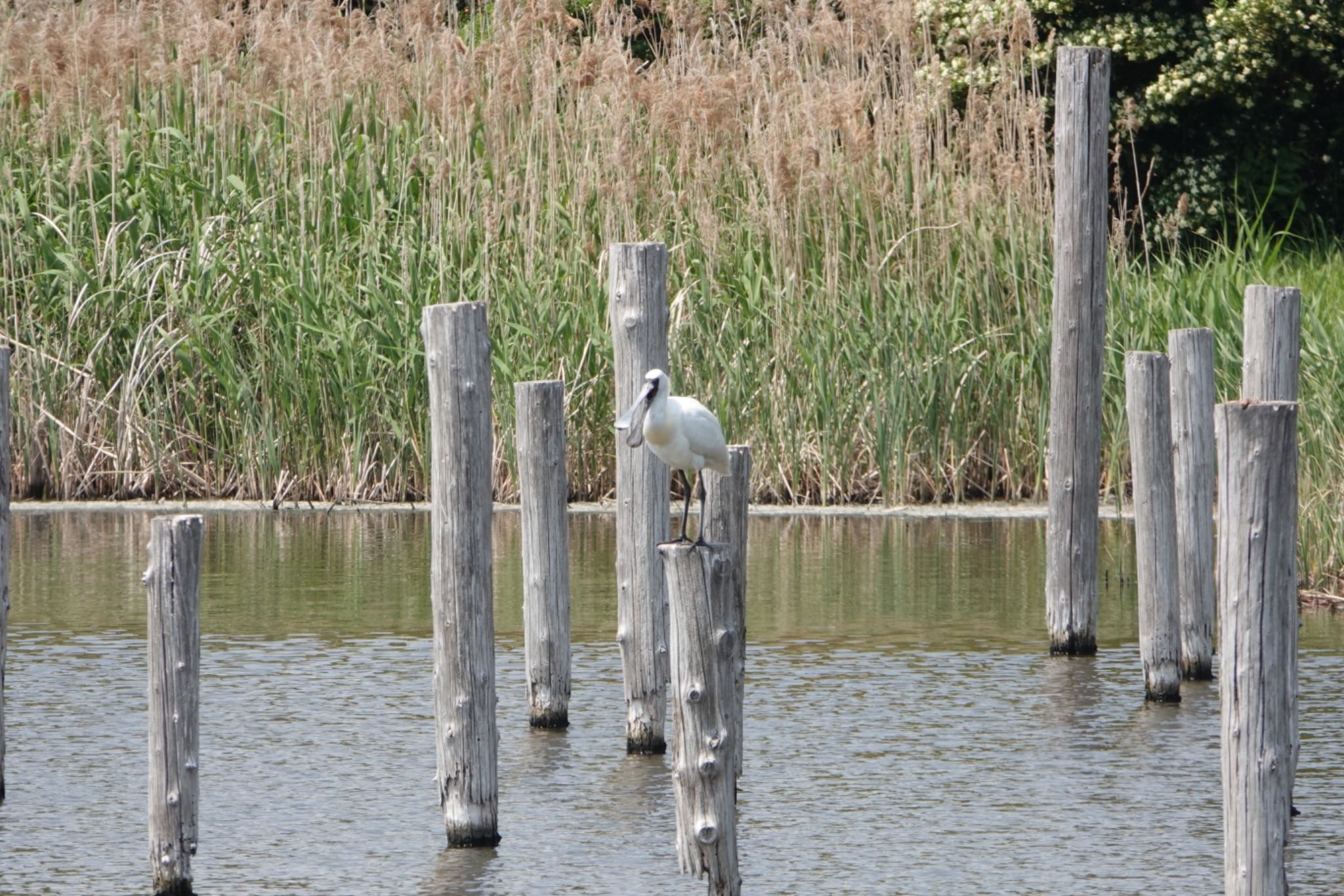 葛西臨海公園 クロツラヘラサギの写真 by ひじり