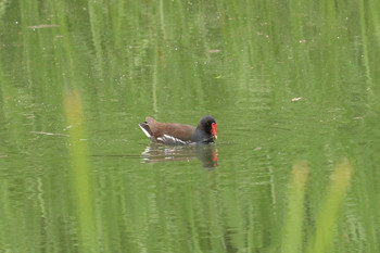 2019年5月13日(月) 三ツ池公園(横浜市鶴見区)の野鳥観察記録