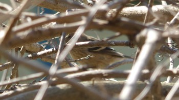 Siberian Long-tailed Rosefinch 千歳川(烏柵舞橋〜第四発電所付近) Sun, 5/12/2019