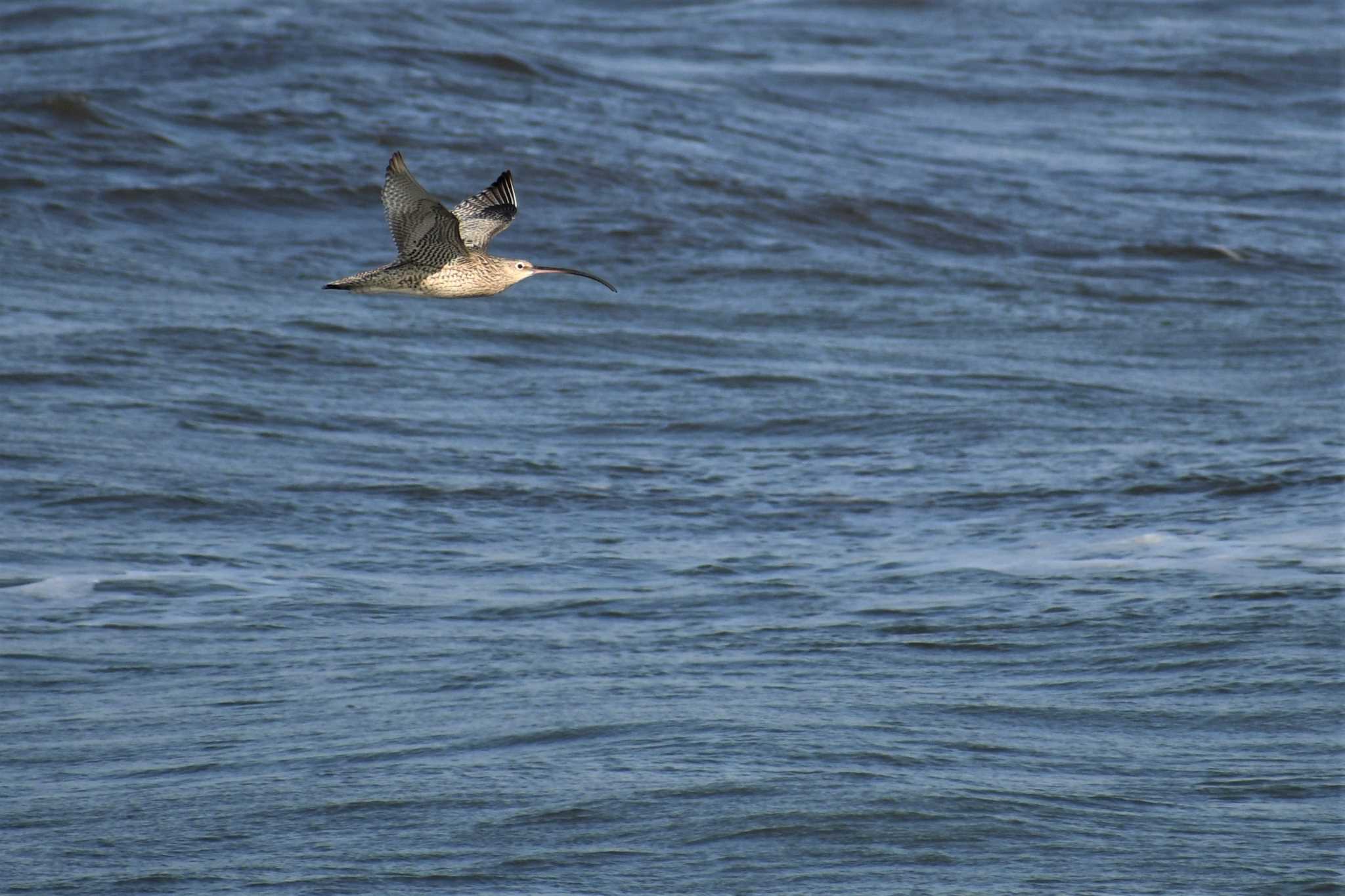 北海道　勇払 ホウロクシギの写真 by でみこ