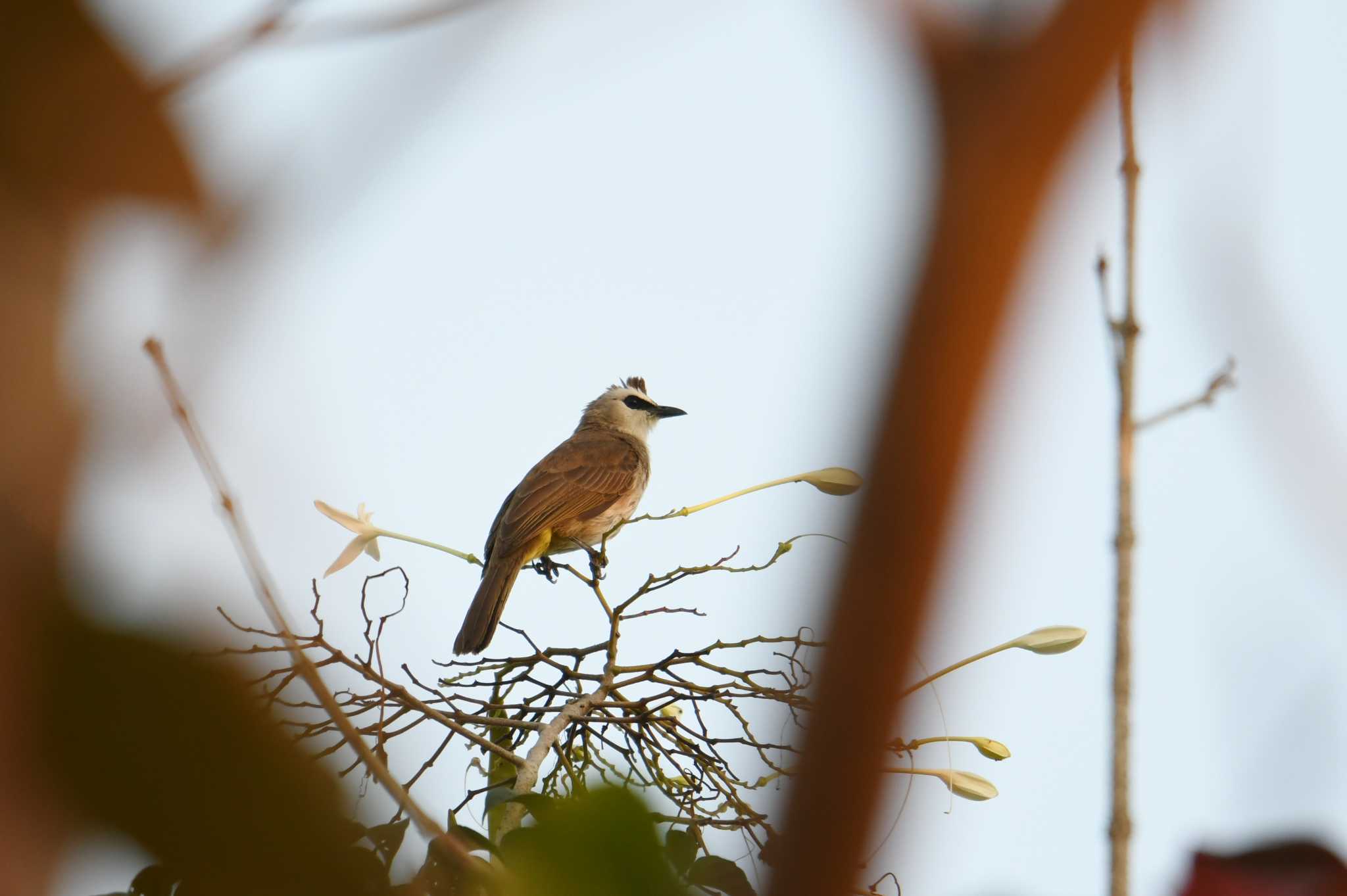 Photo of Yellow-vented Bulbul at Krua Rommai by あひる