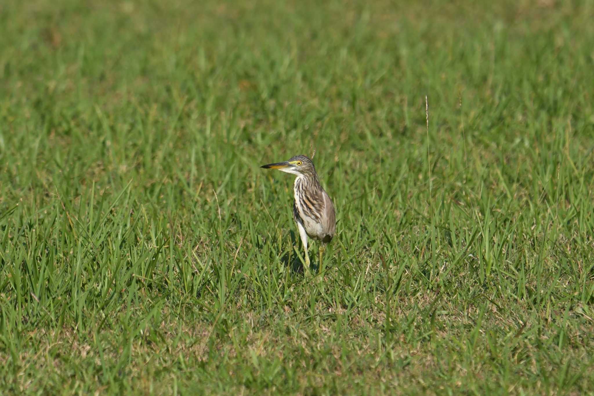 Chinese Pond Heron