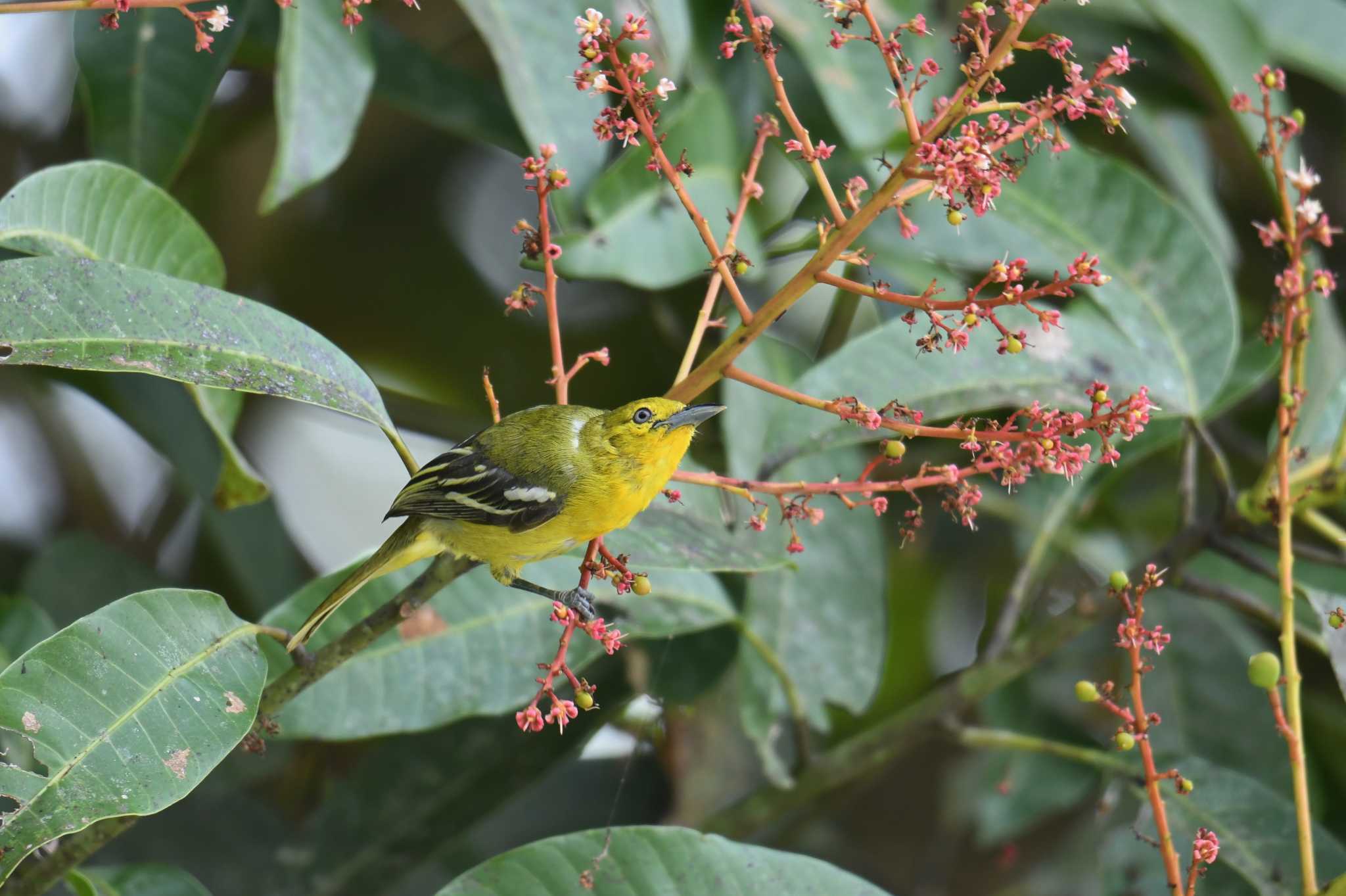 Photo of Common Iora at Sri Phang-nga NP by あひる