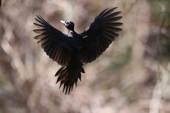 Black Woodpecker Tomakomai Experimental Forest Sun, 5/5/2019