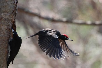 Black Woodpecker Tomakomai Experimental Forest Sun, 5/5/2019