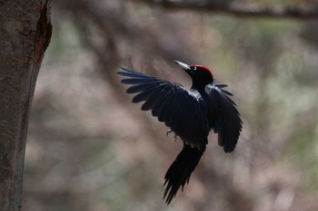 Black Woodpecker Tomakomai Experimental Forest Sun, 5/5/2019