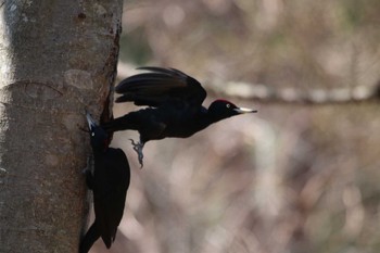 Black Woodpecker Tomakomai Experimental Forest Sun, 5/5/2019