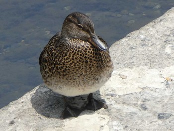 2019年5月12日(日) 境川(境橋付近)の野鳥観察記録