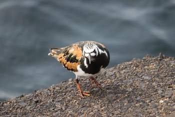 キョウジョシギ 千葉県浦安市 2019年5月13日(月)