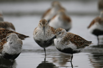 Dunlin Sambanze Tideland Mon, 5/13/2019