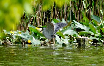 ササゴイ 場所が不明 2019年5月9日(木)